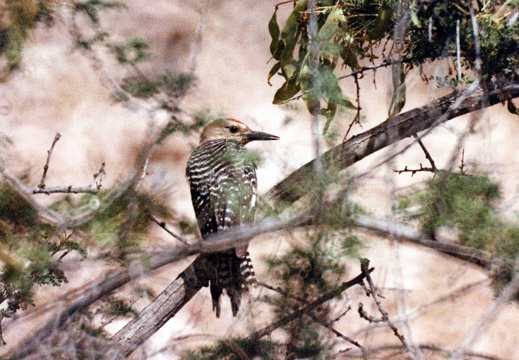 Woodpecker, Gila 2, abc B01P38I05.jpg - Gila Woodpecker